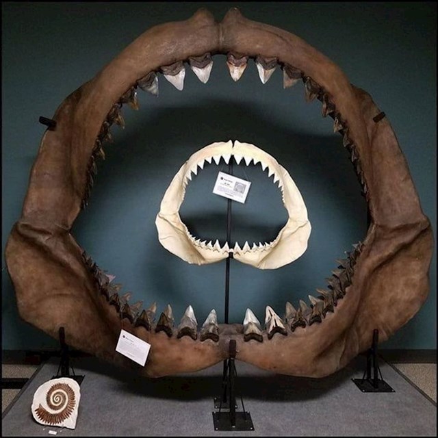 Čeljust velike bijele psine unutar čeljusti megalodona, morskog psa koji je živio prije 25 milijuna godina