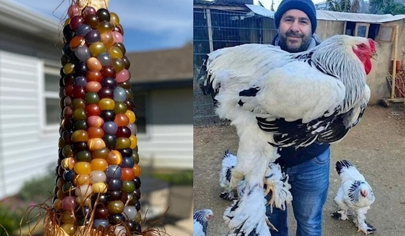 Neobične pojave proizašle iz laboratorija prirode