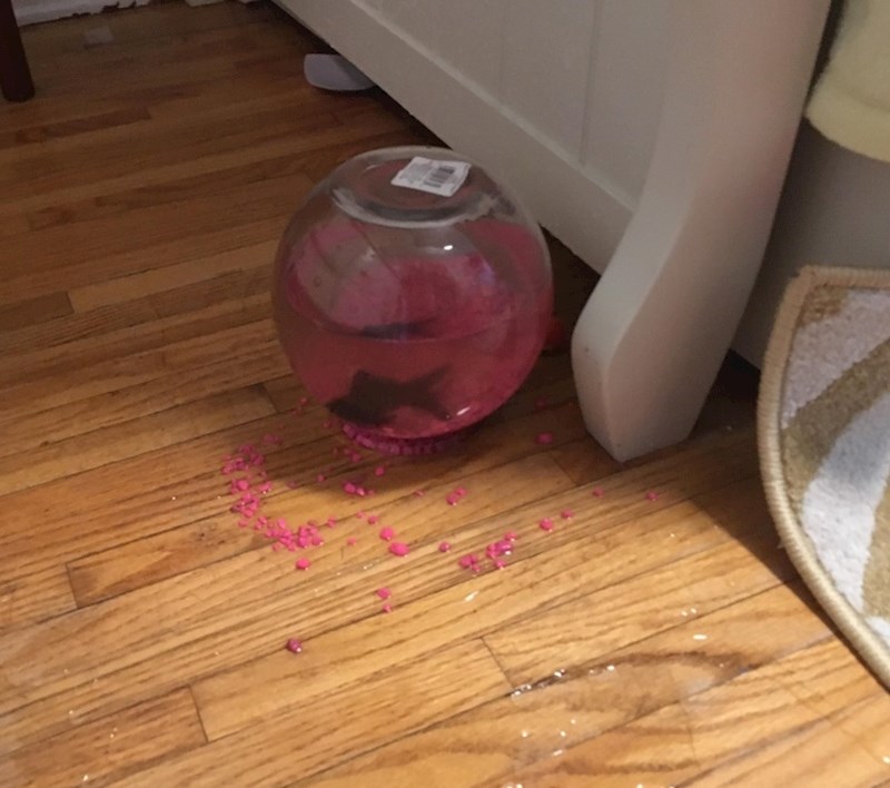 Ova ribica je definicija sreće