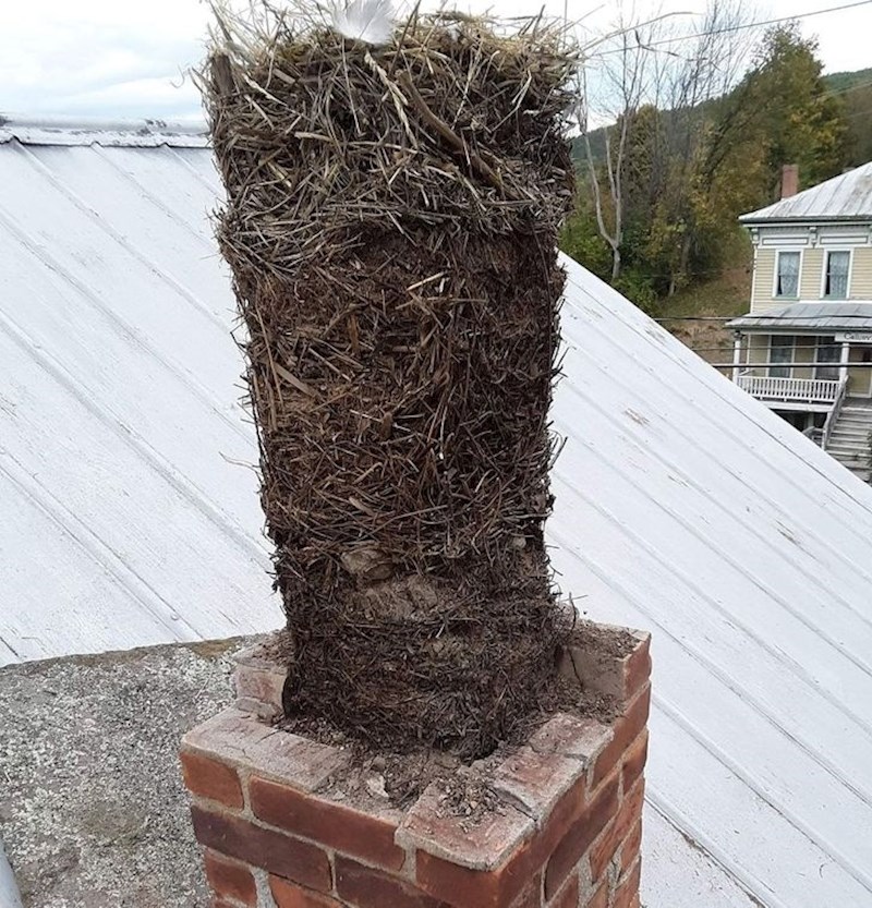 Ptice su 25 godina pravile gnijezda na ovom nekorištenom dimnjaku