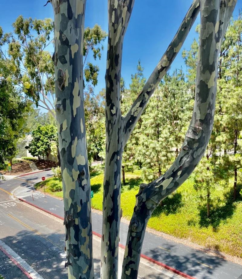 Stablo s maskirnim uzorkom