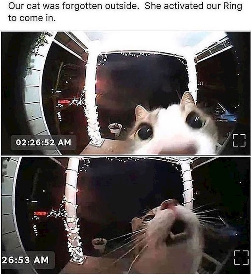 Mačka je ostala zaključana iza ulaznih vrata