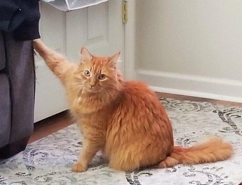 "Grebala je kauč i zapela joj je šapica, pa me sad traži da joj pomognem..."