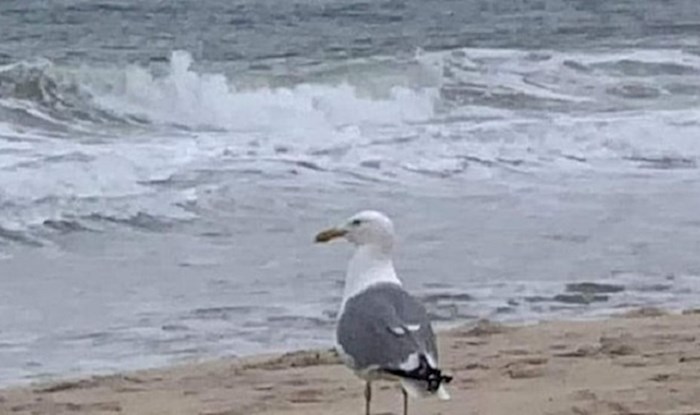 Ljudi su došli na plažu i skoro zaplakali od smijeha na ovu scenu