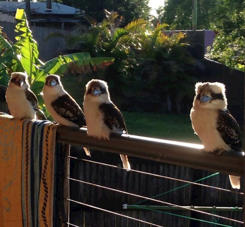 "Moj 15-godišnji nećak ima grupu prijatelja koja se druži s njima svako jutro uz doručak"