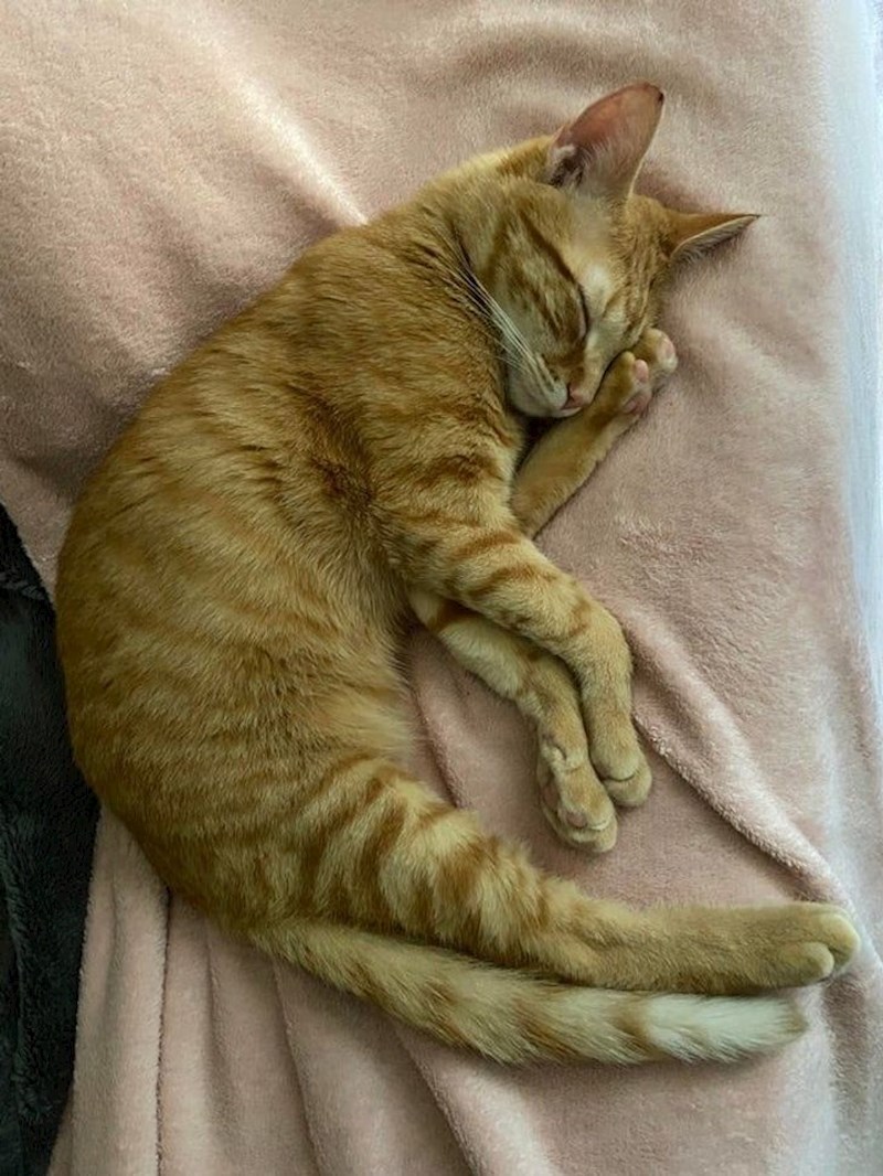 Koliko nogu ima ova mačka?