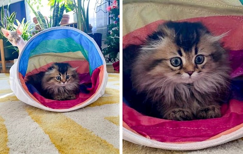 "Moj novi ljubimac kojeg moja mačka nije dobro prihvatila..."