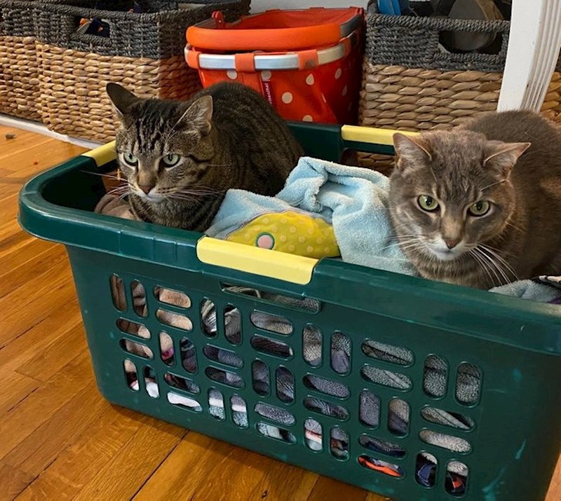 "Sjele su na čisto rublje i sad je sve puno dlaka..."