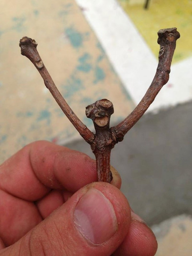 Ova grančica ima više energije od prosječnog čovjeka