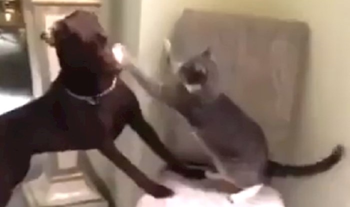 Ovaj video dokazat će vam da sa psima i mačkama nema šale
