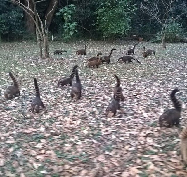 Jeste li i vi pomislili da su na slici dinosauri? :D