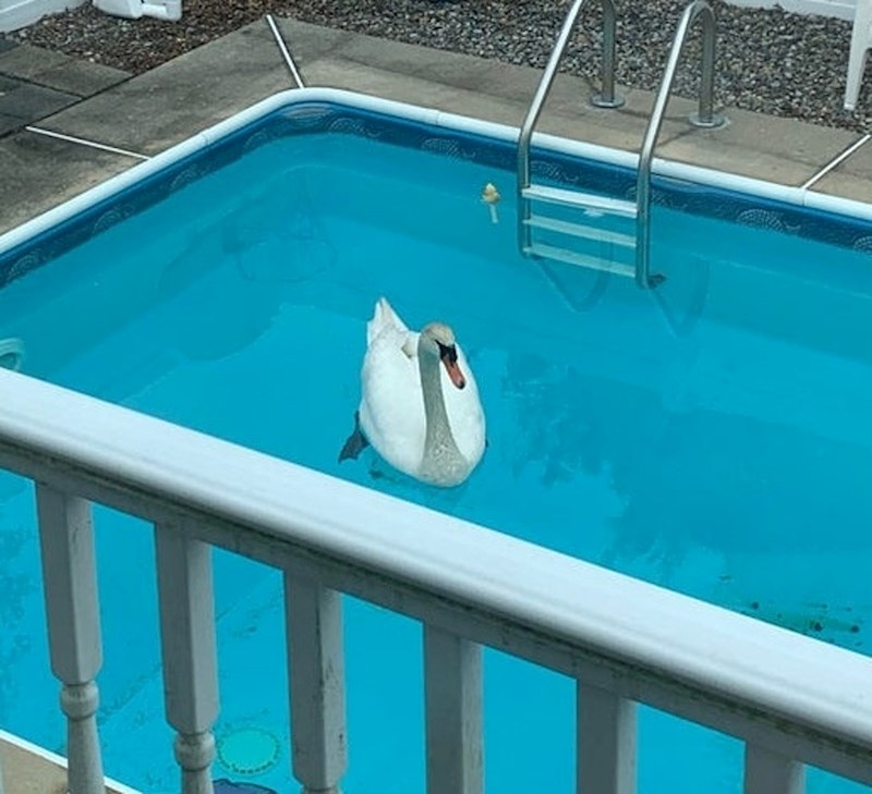 Ono kad pronađeš labuda u svom bazenu...