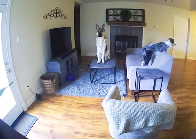 "Postavila sam kamere doma da vidim što moji psi rade dok me nema..."