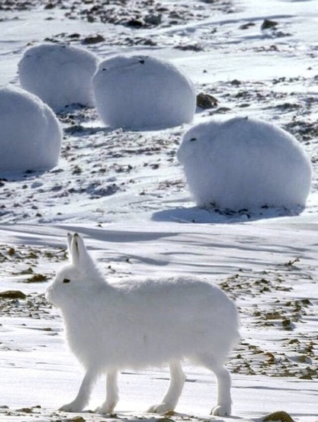 Arktički zečevi koji izgledaju kao hrpice snijega