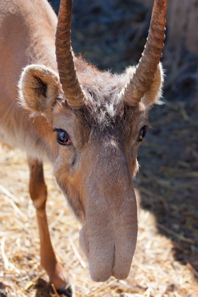 Saiga antilope jedne su od najstarijih sisavaca. Poznate su po izuzetno neobičnom izgledu s prevelikim nosom, čija unutarnja struktura djeluje kao filter.