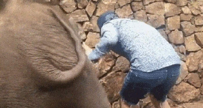 Ovaj slon ima više smisla za humor od gomile ljudi