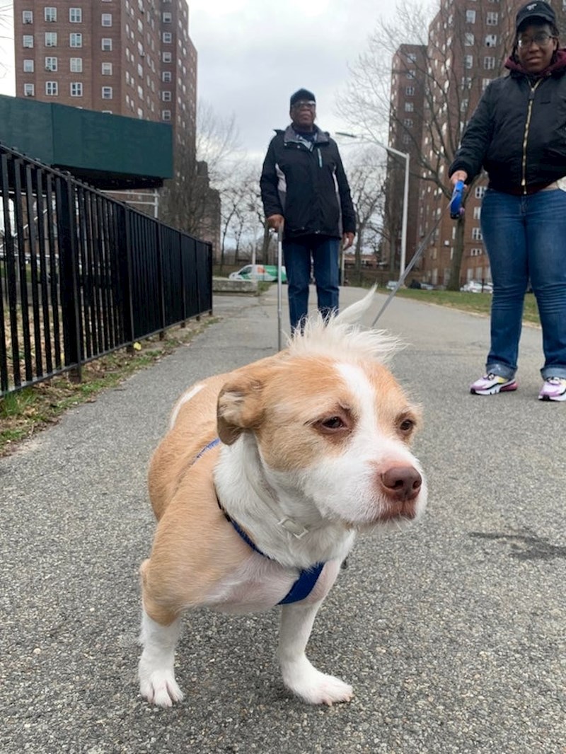 Pas sa zanimljivom frizurom :)