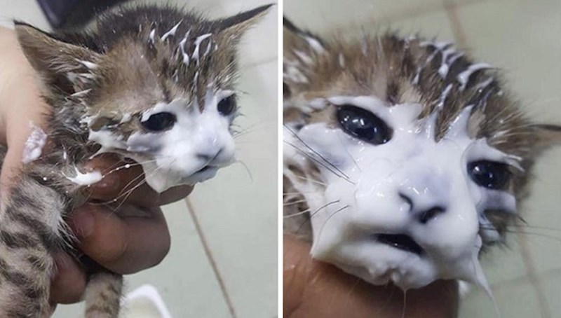 28 mačaka koje njihovi vlasnici moraju kupati nakon jela