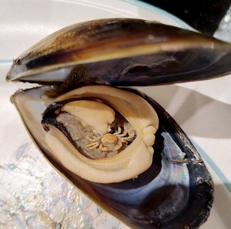 Maleni rak u školjci