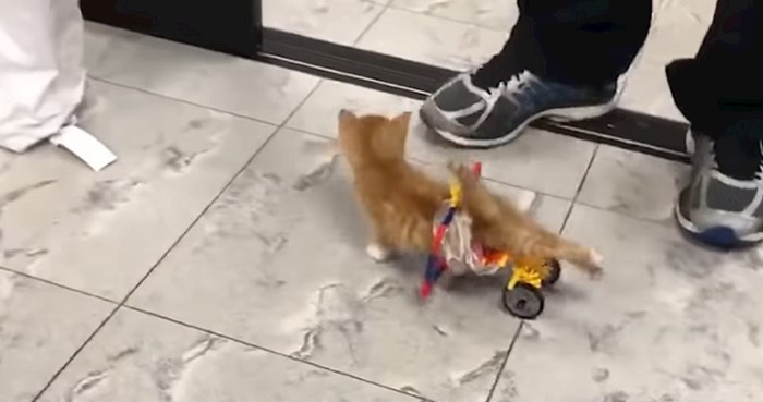 Ovaj video mace koja je prvi put prohodala pomoću invalidskih kolica vratit će vam vjeru u ljude