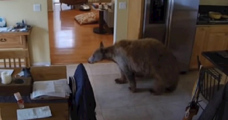 Ljudima je u kuću ušao medvjed. Nećete vjerovati tko ga je i kako potjerao