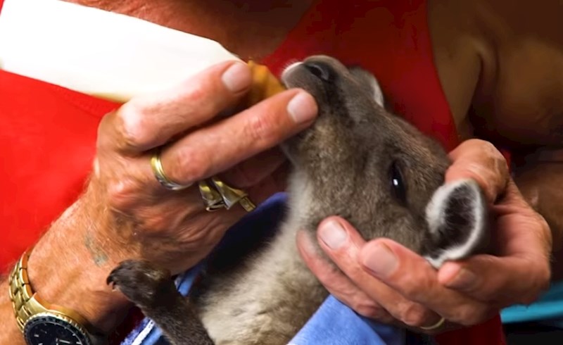 Broj klokana samo je rastao i sada im po kući i dvorištu skakuću ovi mališani