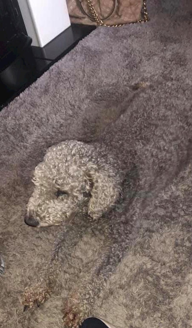 "Cijeli dan tu ležim, a oni još misle da sam tepih!"