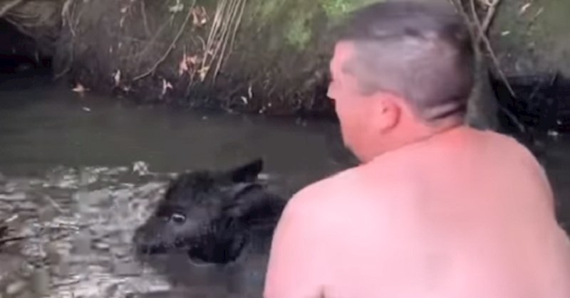 Čovjek je teškom mukom spasio tele koje je upalo u rijeku, mama je sve promatrala