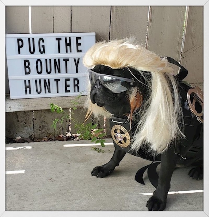 Mops koji zna što će sa svojim životom