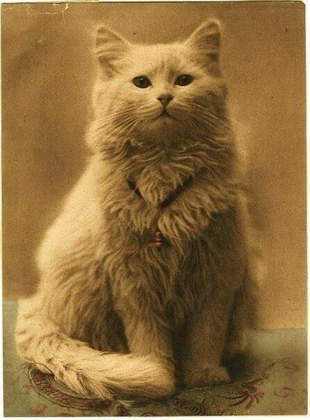 Jedna od prvih fotografija mačke (1880.-1890.)