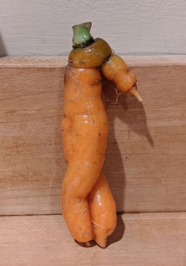 Kuda je ova mrkva krenula?