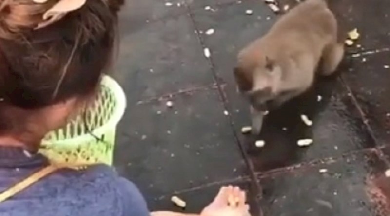 Majmun zgrabio kikiriki iz ruke ove žene i poskliznuo se dok je bježao s plijenom, snimka je sve