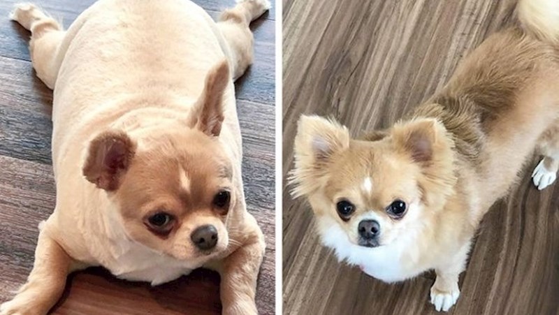 16 životinja koje su uspjele izgubiti višak kilograma