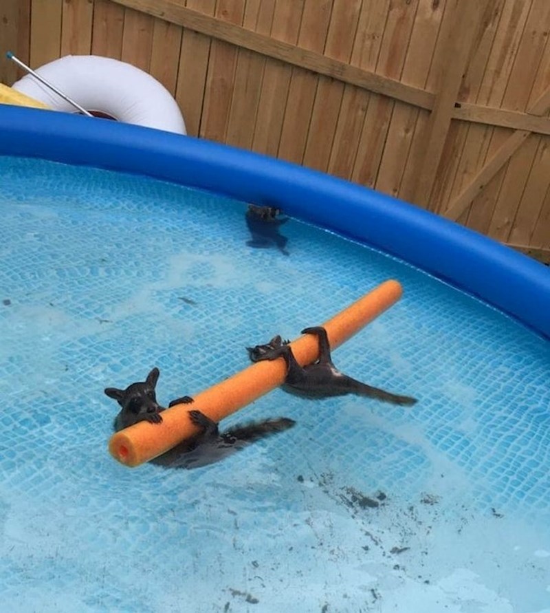 Ovo nije neobičan prizor ako živite u SAD-u