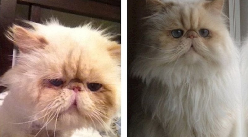 Ljubimci čiji su se životi drastično promijenili kada su ih udomili dobri ljudi