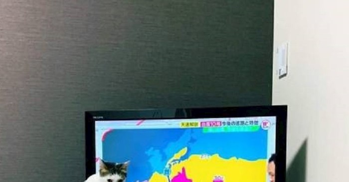 Mačka je prišla televizoru, vlasnik je skoro umro od smijeha