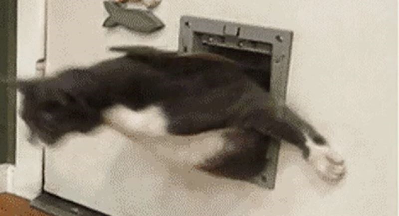 Debela mačka pokušala je proći kroz otvor na vratima, pogledajte njenu presmiješnu borbu