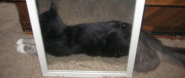 Zahvaljujući ogledalu, ove dvije mačke izgledaju kao da su spojene u jednu čudnu mačku