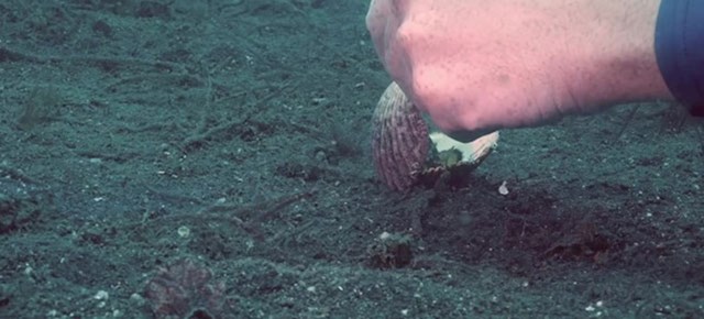 Sigurdsson i drugi ronioci potrošili su skoro sav kisik u bocama dok su sa  posebnom pažnjom pomagali  hobotnici.