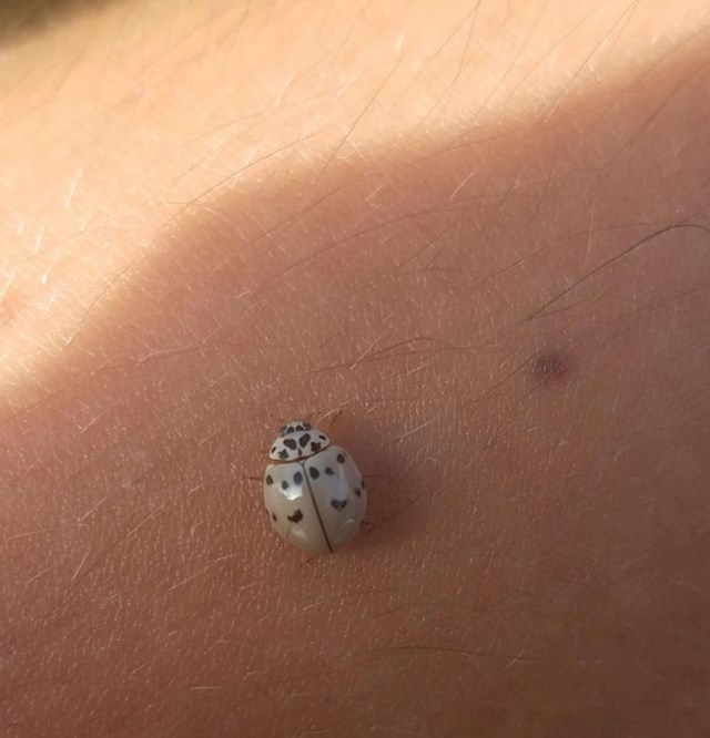 Albino bubmara