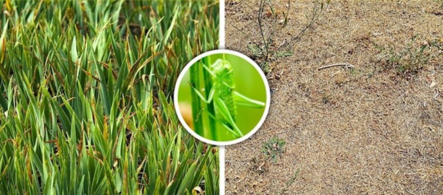 Cvrčci ukazuju na hranjivost tla i važna su namirnica