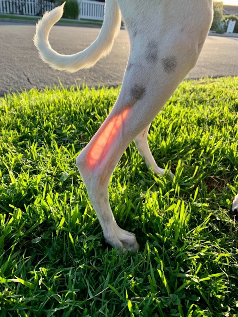 "Ahilova peta mog psa ima ovu boju na suncu"