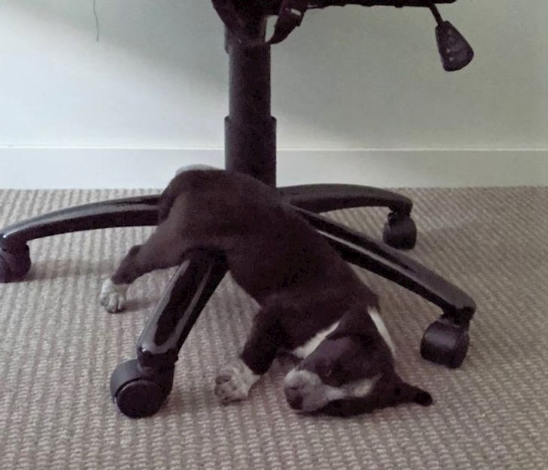 "Čini se kako je ovdje udobnije nego u krevetu koji sam mu kupio..."