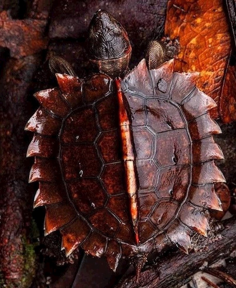 Ova kornjača neobičnog izgleda (Myuchelys latisternum), jedna je od rijetkih životinja koja se hrani divovskom gubavicom, žabom koja izlučuje iznimno jako otrov