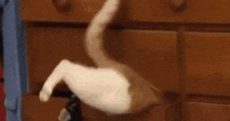 Vlasnici su pukli od smijeha kada su ugledali što njihova mačka radi