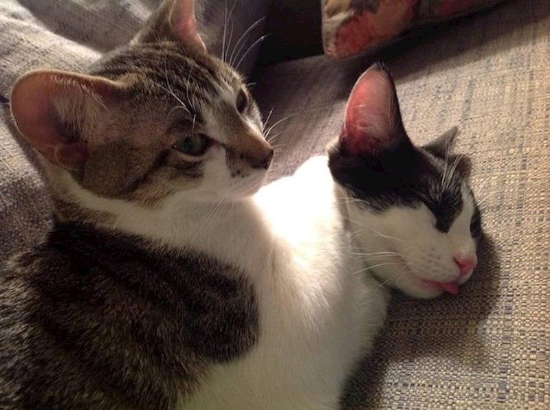 Mačka s dvije glave?