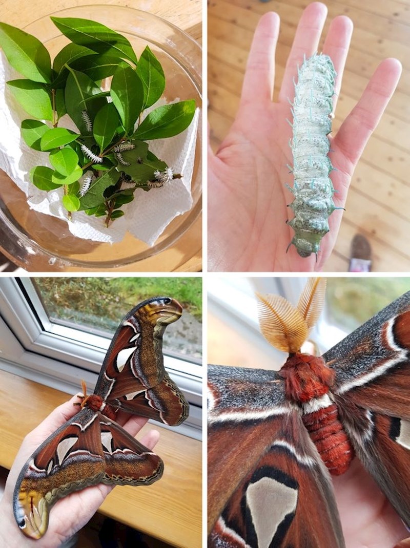 "Uzgajam leptire. Gusjenice naručujem na internetu"