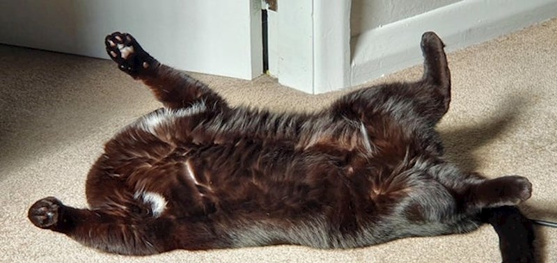 "Moja mačka nema glavu!"