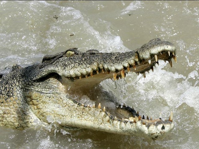 9. Krokodili - 1000 smrtnih slučajeva godišnje