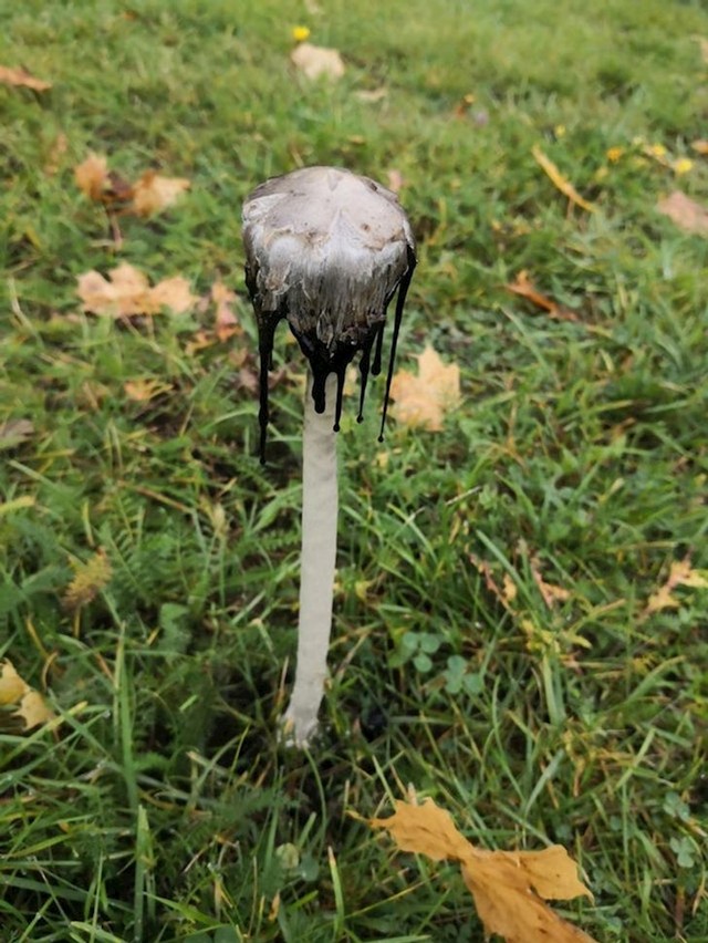 Gljiva koja izgleda kao da se topi